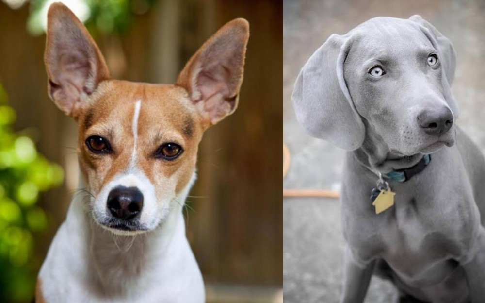 Weimaraner vs Rat Terrier - Breed Comparison