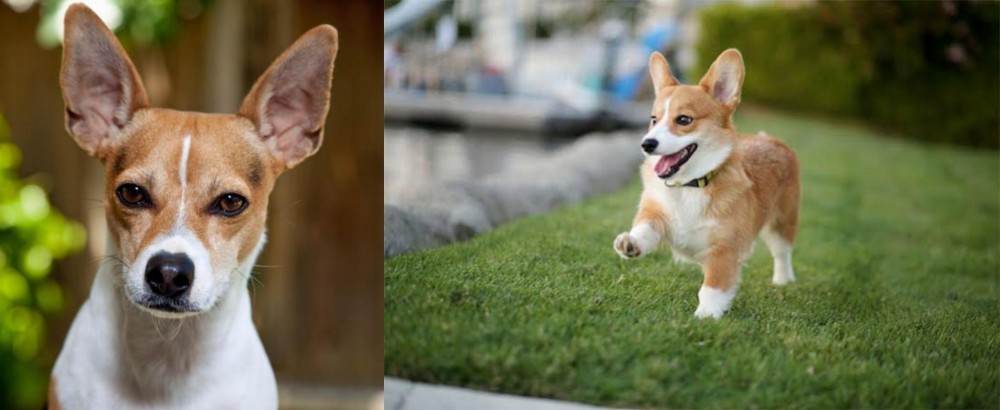 Welsh Corgi vs Rat Terrier - Breed Comparison