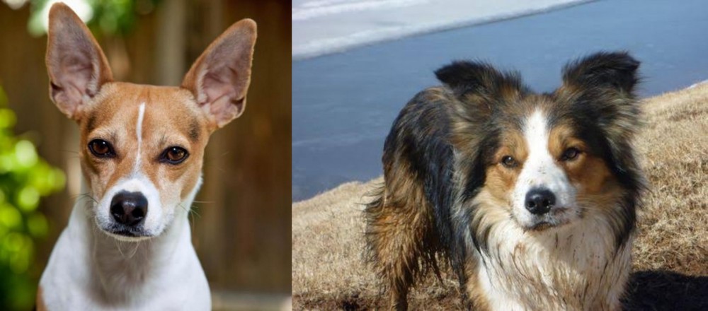 Welsh Sheepdog vs Rat Terrier - Breed Comparison