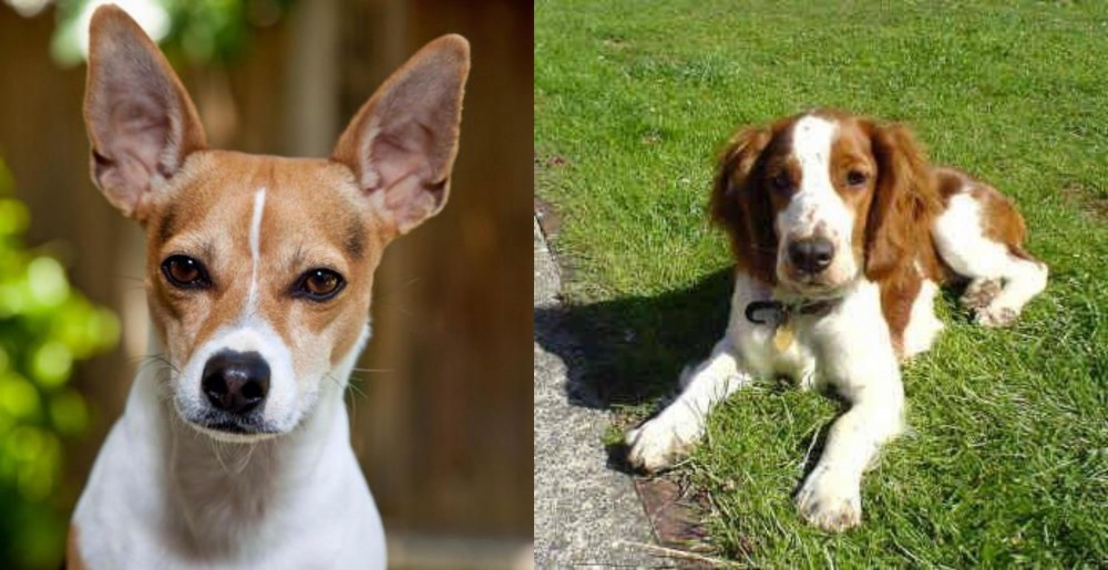 Welsh Springer Spaniel vs Rat Terrier - Breed Comparison