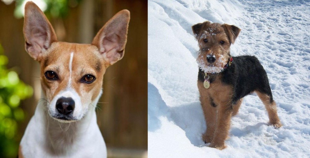 Welsh Terrier vs Rat Terrier - Breed Comparison