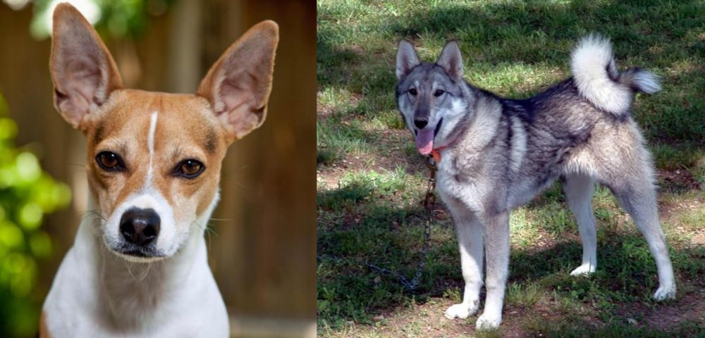 West Siberian Laika vs Rat Terrier - Breed Comparison