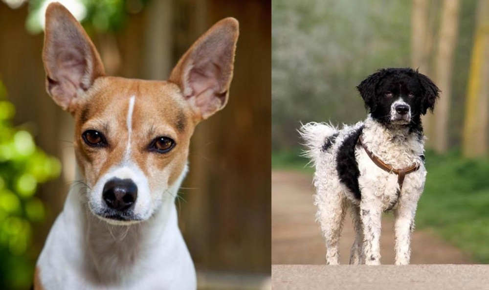 Wetterhoun vs Rat Terrier - Breed Comparison