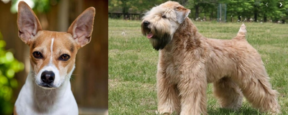 Wheaten Terrier vs Rat Terrier - Breed Comparison