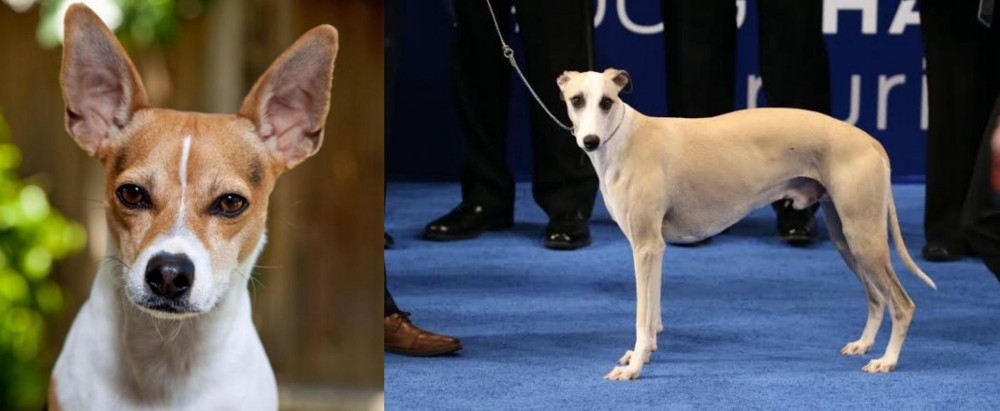 Whippet vs Rat Terrier - Breed Comparison