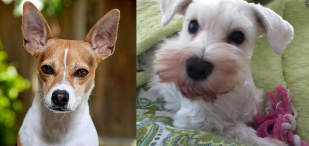 White Schnauzer vs Rat Terrier - Breed Comparison
