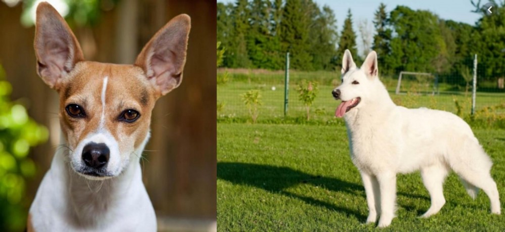 White Shepherd vs Rat Terrier - Breed Comparison