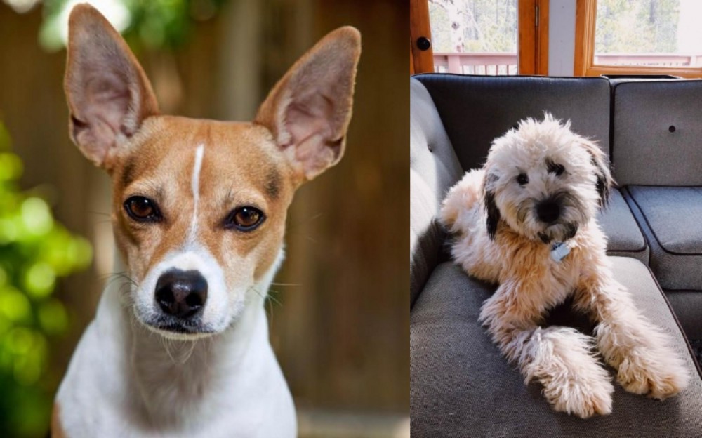 Whoodles vs Rat Terrier - Breed Comparison