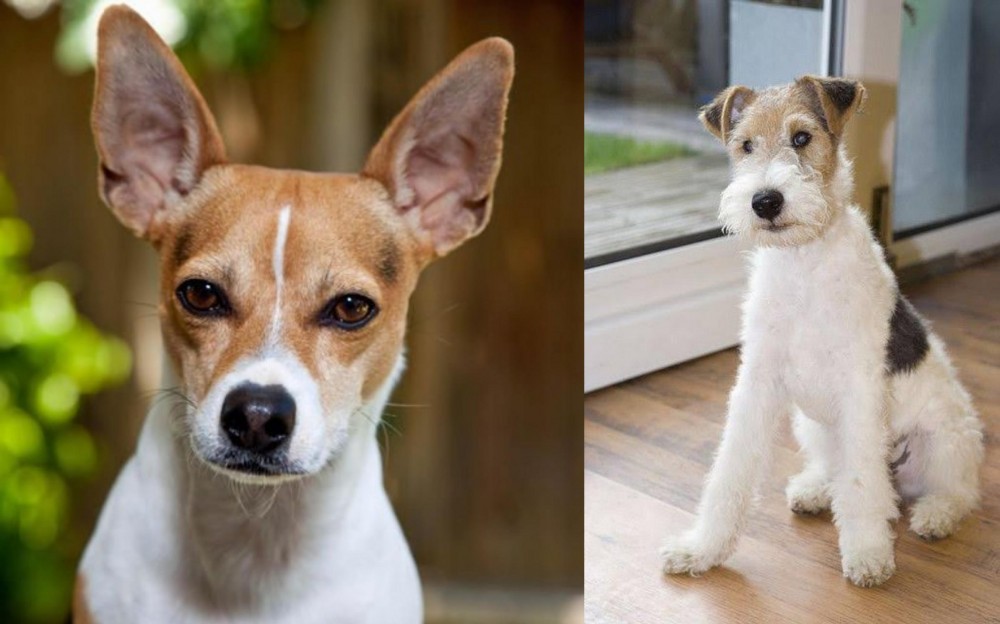 Wire Fox Terrier vs Rat Terrier - Breed Comparison
