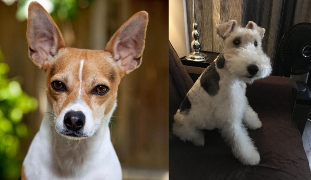 Wire Haired Fox Terrier vs Rat Terrier - Breed Comparison