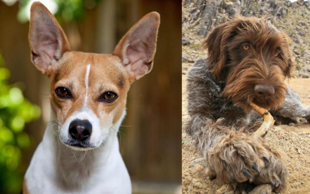 Wirehaired Pointing Griffon vs Rat Terrier - Breed Comparison
