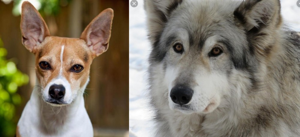 Wolfdog vs Rat Terrier - Breed Comparison