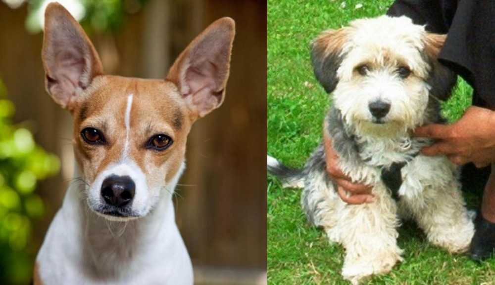 Yo-Chon vs Rat Terrier - Breed Comparison