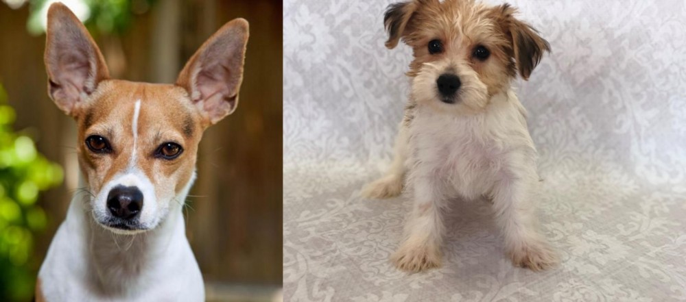 Yochon vs Rat Terrier - Breed Comparison