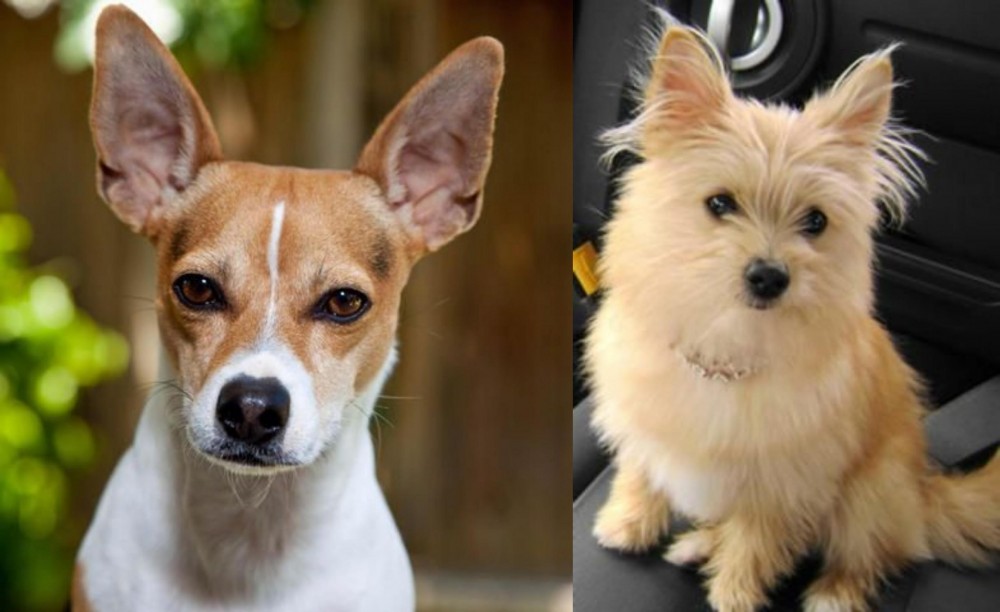 Yoranian vs Rat Terrier - Breed Comparison