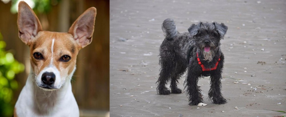 YorkiePoo vs Rat Terrier - Breed Comparison