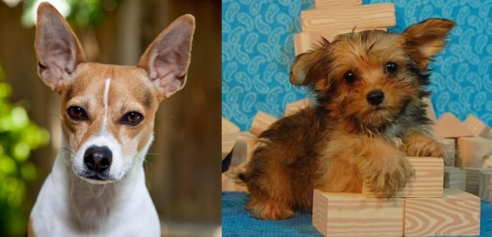 Yorkillon vs Rat Terrier - Breed Comparison