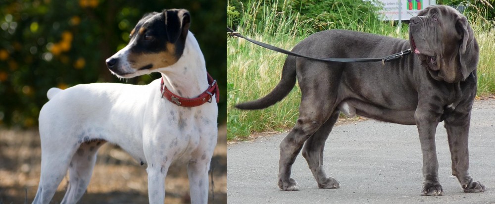 Neapolitan Mastiff vs Ratonero Bodeguero Andaluz - Breed Comparison