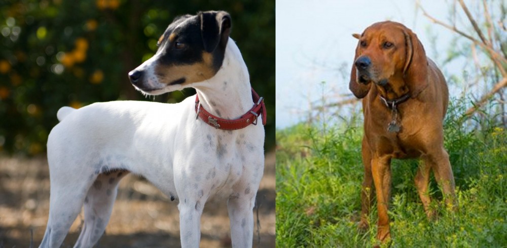 Redbone Coonhound vs Ratonero Bodeguero Andaluz - Breed Comparison