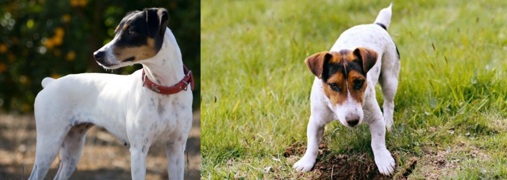 Russell Terrier vs Ratonero Bodeguero Andaluz - Breed Comparison
