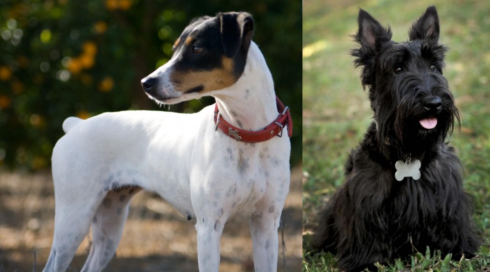 Scoland Terrier vs Ratonero Bodeguero Andaluz - Breed Comparison