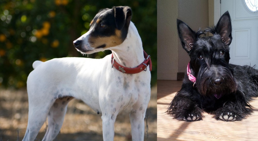 Scottish Terrier vs Ratonero Bodeguero Andaluz - Breed Comparison