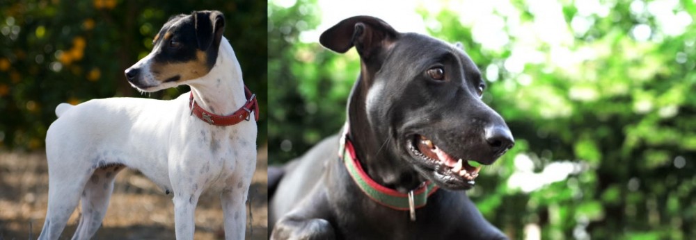 Shepard Labrador vs Ratonero Bodeguero Andaluz - Breed Comparison
