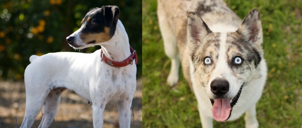 Shepherd Husky vs Ratonero Bodeguero Andaluz - Breed Comparison