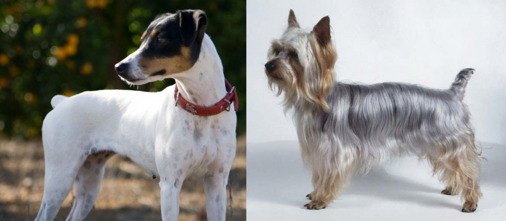 Silky Terrier vs Ratonero Bodeguero Andaluz - Breed Comparison
