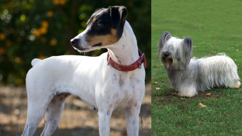 Skye Terrier vs Ratonero Bodeguero Andaluz - Breed Comparison