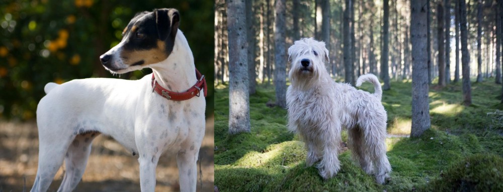 Soft-Coated Wheaten Terrier vs Ratonero Bodeguero Andaluz - Breed Comparison