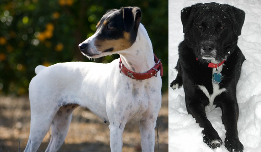 St. John's Water Dog vs Ratonero Bodeguero Andaluz - Breed Comparison