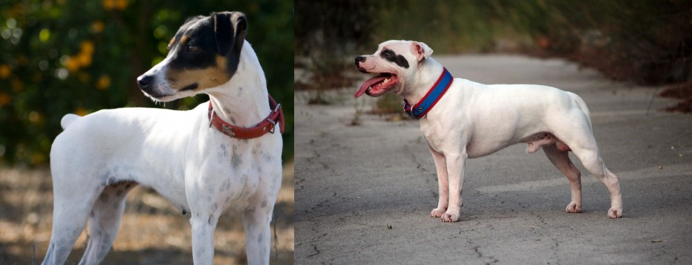 Staffordshire Bull Terrier vs Ratonero Bodeguero Andaluz - Breed Comparison
