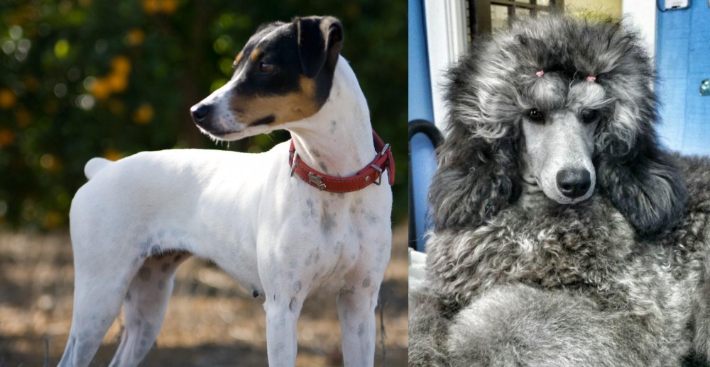 Standard Poodle vs Ratonero Bodeguero Andaluz - Breed Comparison