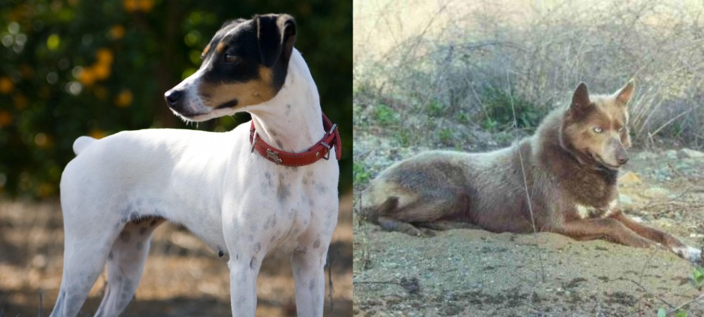 Tahltan Bear Dog vs Ratonero Bodeguero Andaluz - Breed Comparison