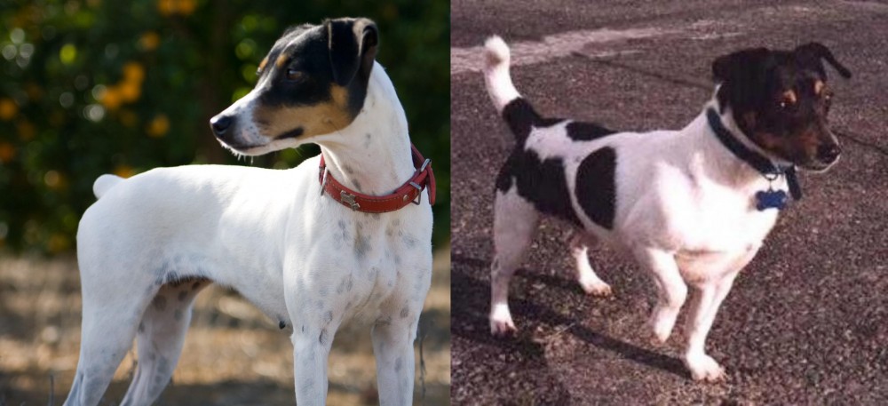Teddy Roosevelt Terrier vs Ratonero Bodeguero Andaluz - Breed Comparison