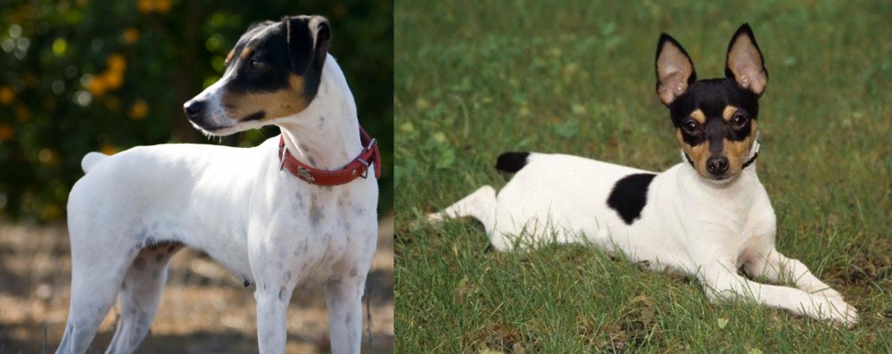 Toy Fox Terrier vs Ratonero Bodeguero Andaluz - Breed Comparison