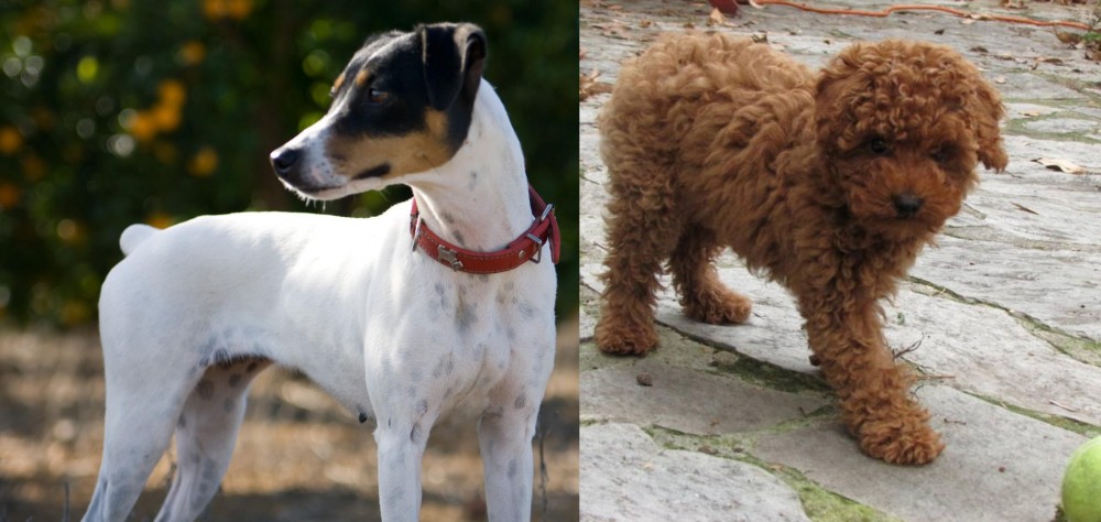 Toy Poodle vs Ratonero Bodeguero Andaluz - Breed Comparison