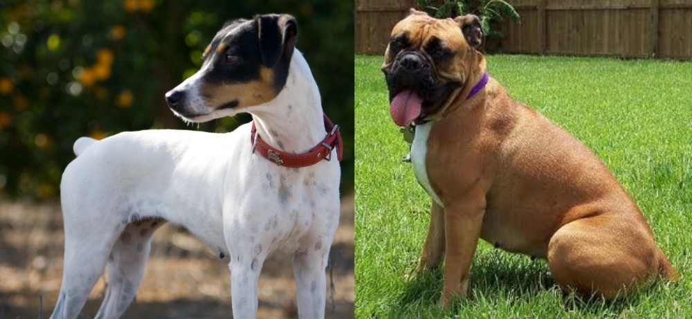 Valley Bulldog vs Ratonero Bodeguero Andaluz - Breed Comparison