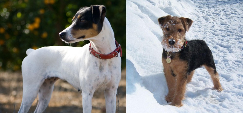 Welsh Terrier vs Ratonero Bodeguero Andaluz - Breed Comparison