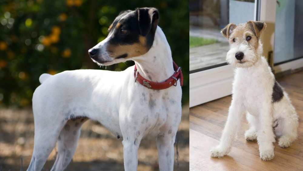 Wire Fox Terrier vs Ratonero Bodeguero Andaluz - Breed Comparison