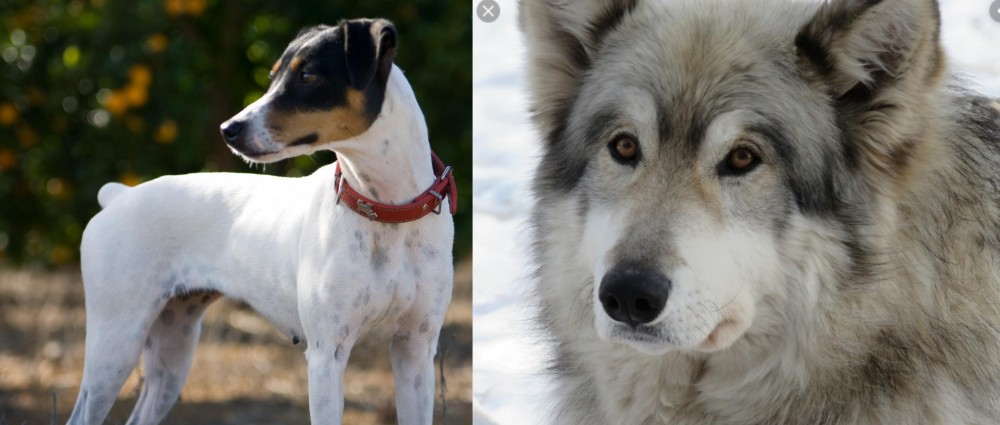 Wolfdog vs Ratonero Bodeguero Andaluz - Breed Comparison