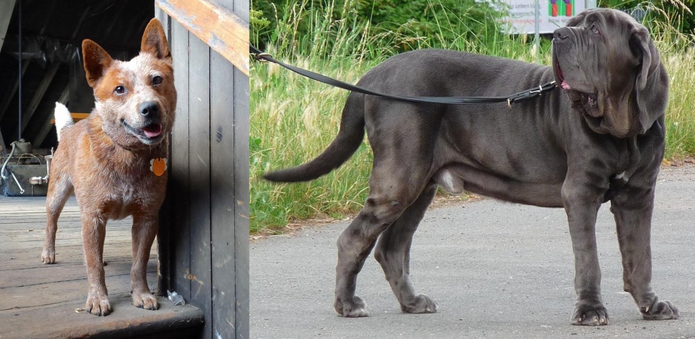 Neapolitan Mastiff vs Red Heeler - Breed Comparison