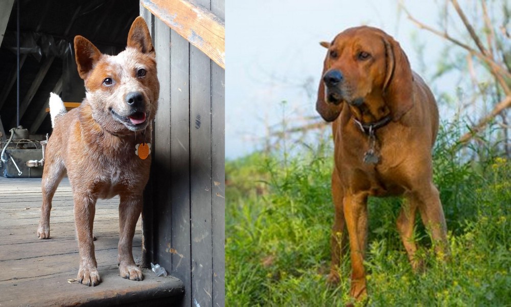 Redbone Coonhound vs Red Heeler - Breed Comparison