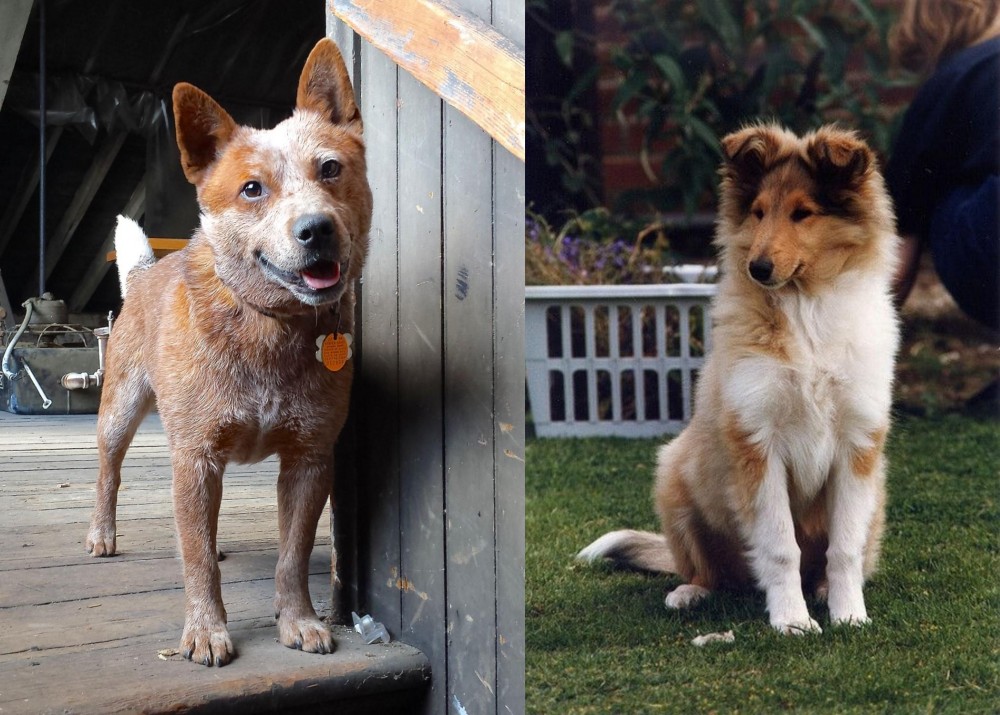Rough Collie vs Red Heeler - Breed Comparison