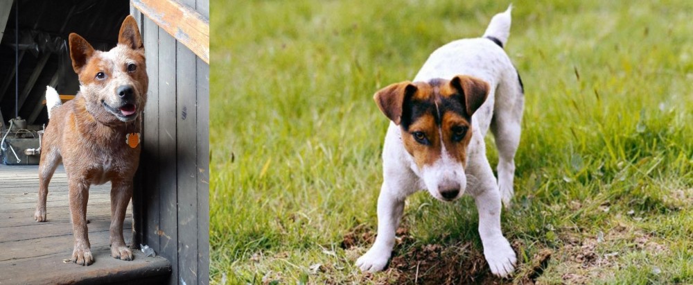 Russell Terrier vs Red Heeler - Breed Comparison