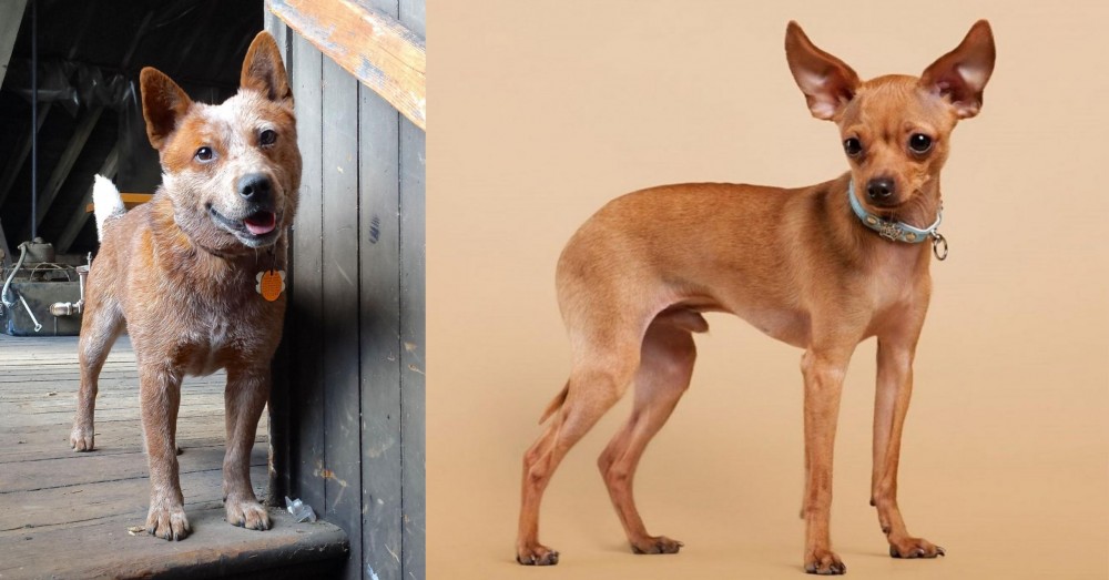 Russian Toy Terrier vs Red Heeler - Breed Comparison