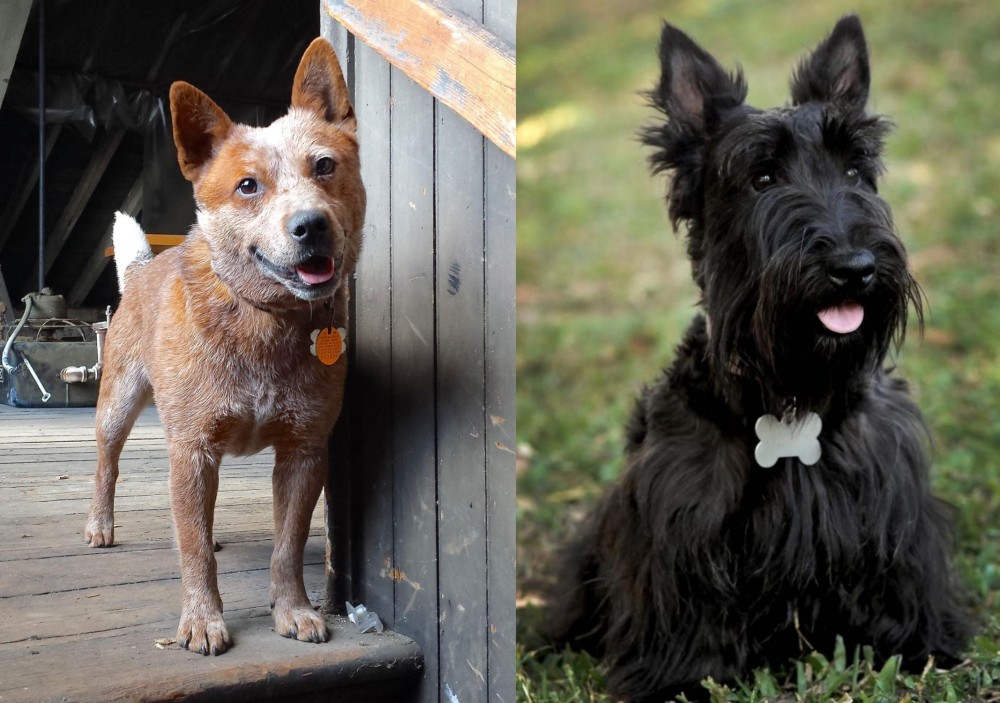 Scoland Terrier vs Red Heeler - Breed Comparison