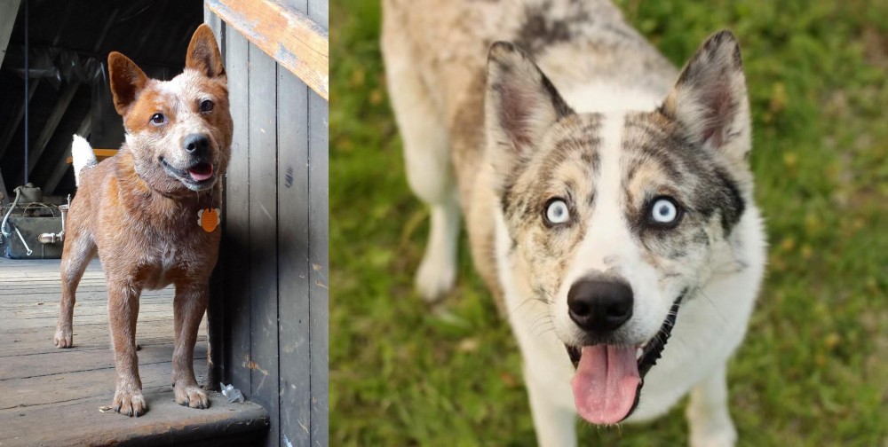 Shepherd Husky vs Red Heeler - Breed Comparison