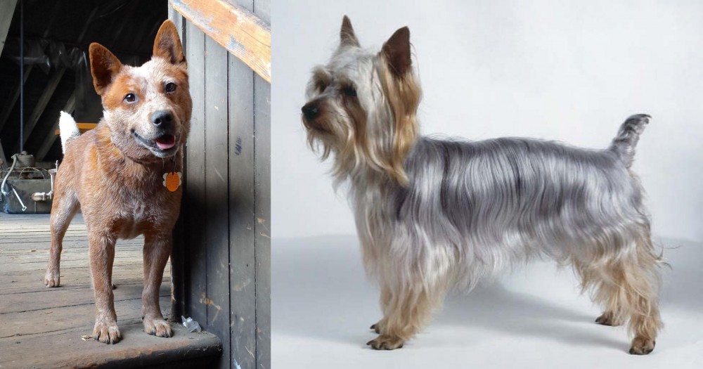 Silky Terrier vs Red Heeler - Breed Comparison